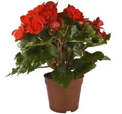 Begonia de îngrijire de flori și o cameră de reproducere la domiciliu cu foto (reproducere) Begonia de îngrijire a camerei de flori și de reproducere in casa cu fotografii
