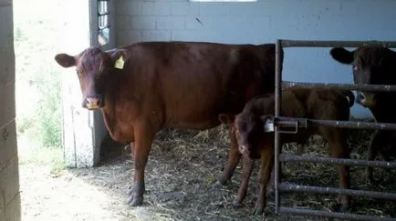 vaca ciut este descrierea ce rasa, caracteristicile