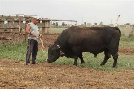 vaca ciut este descrierea ce rasa, caracteristicile