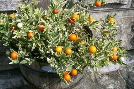 Cameră Nightshade - roșii miniaturale în grădina ta fereastră la o fereastră