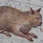 Cat Behemoth - kototeka - cel mai interesant lucru despre lumea pisicilor
