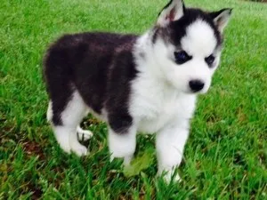 porecle frumoase pentru catei Husky