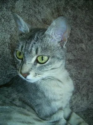 Cat plânge cu un singur ochi, lumea de pisici și câini