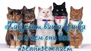 O pisica doarme pe un om cu un semn de cap (pisica doarme) O pisica doarme pe un om cu un cap de semn