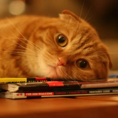 Cat otrăvit ce să facă acasă, 7 fotografii, clipuri video