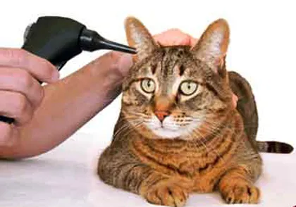 Cat scutură capul și zgârieturi urechile și motivele lui să vă faceți griji dacă aveți nevoie de o pisică și o pisică (apă corp străin) Cat scutură capul și zgârieturi urechile și motivele lui să vă faceți griji dacă aveți nevoie de o pisică și o pisică