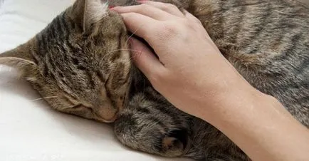 Cat tremură în somn ca și cum el a fost rece și îngheață