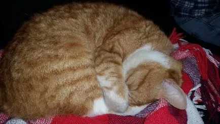 Cat tremură în somn ca și cum el a fost rece și îngheață