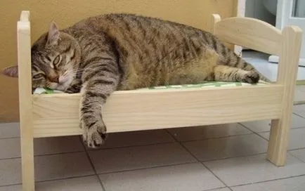 Cat Casa pentru pisici aristocrate
