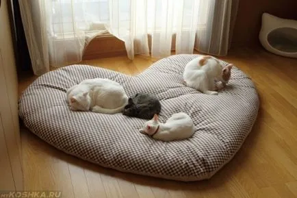 Cat tremură în somn ca și cum el a fost rece și îngheață