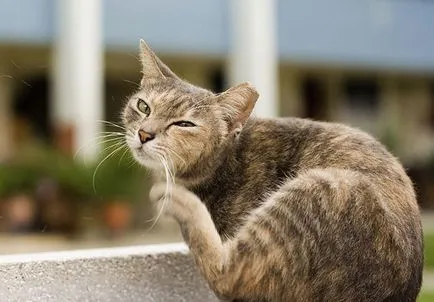 Cat scutură capul și zgârieturi urechile și motivele lui să vă faceți griji dacă aveți nevoie de o pisica si o pisica (cauta clinica veterinara) Cat scutură capul și zgârieturi urechile și motivele lui să vă faceți griji dacă aveți nevoie de o pisică și o pisică