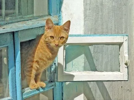 Cat pe fereastra, sau periculoase decat o pisica cade de la o înălțime (pisică) Cat pe fereastra, sau periculoase decât o pisică cădere de la înălțime
