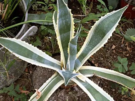 Frumusetea Agave albastru mexican