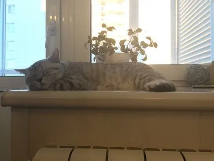Cat pe un pervaz