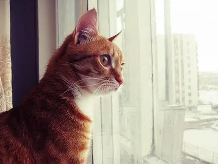 Cat pe fereastra, sau ce pericolul de cădere de la o înălțime de pisică (pisica a căzut) Cat pe fereastra, sau periculoase decât o pisică cădere de la înălțime