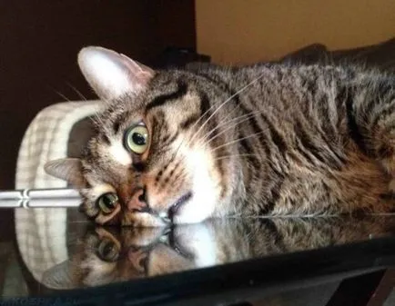 Cat tremură în somn ca și cum el a fost rece și îngheață
