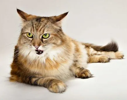 Limba lui Cat și traducerea