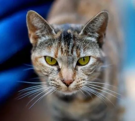 fotografie Ochi de pisică