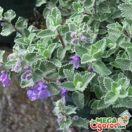 Catnip Fassi - cultivarea de la plantare la îngrijire