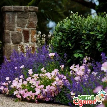 Catnip Fassi - cultivarea de la plantare la îngrijire