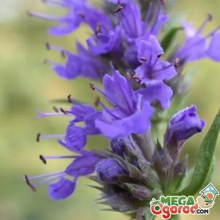 Catnip Fassi - cultivarea de la plantare la îngrijire