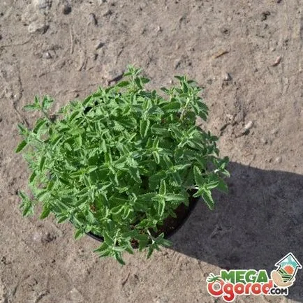 Catnip Fassi - cultivarea de la plantare la îngrijire