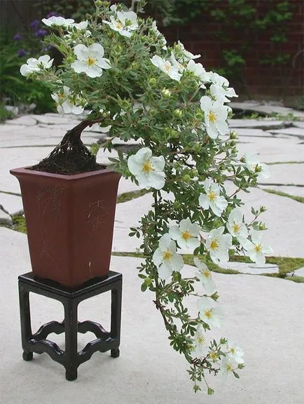Belle-ca planta bloodroot și să crească (Potentilla loc de aterizare) Beauty-ca plante bloodroot și să crească