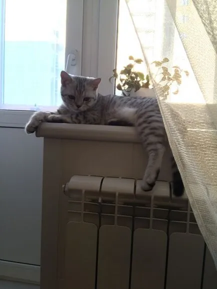 Cat pe un pervaz