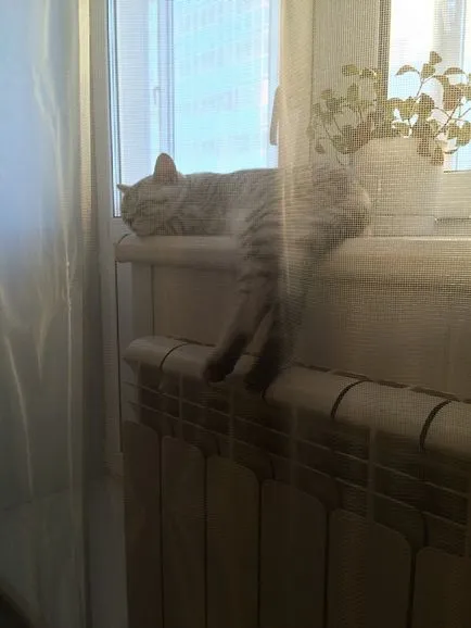 Cat pe un pervaz