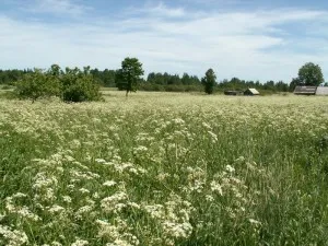 Vaca pătrunjel (pădure Morkovnikov)