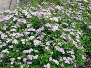 Spirea arbust - plantare și îngrijire, Spiraea fotografie, specii și varietăți de japonica spirea Spiraea, vangutta, gri