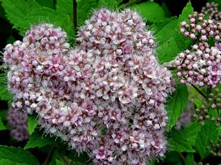 Spirea arbust - plantare și îngrijire, Spiraea fotografie, specii și varietăți de japonica spirea Spiraea, vangutta, gri