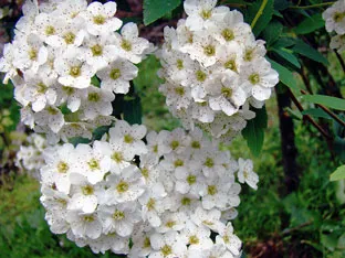 Spirea arbust - plantare și îngrijire, Spiraea fotografie, specii și varietăți de japonica spirea Spiraea, vangutta, gri