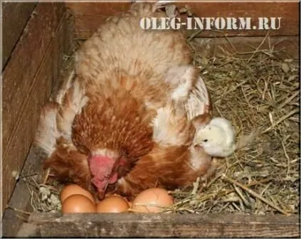puii de reproducție Găinile găină la o găină de pui (pui) puii de reproducție Găinile de găină la o găină de pui