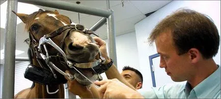Cine e la veterinar și ce face