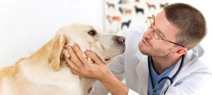 Cine e la veterinar și ce face