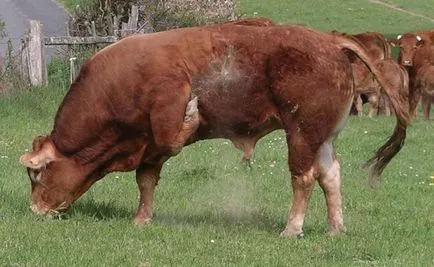 consiliere rasa Bovine carne de reproducție și caracteristici