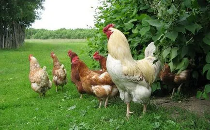Găini, pui