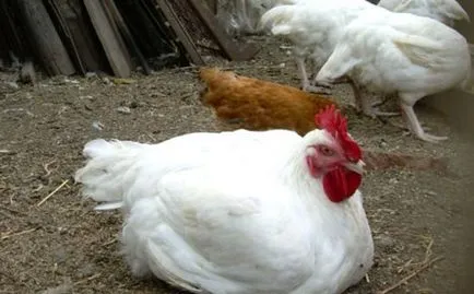 Găini, pui