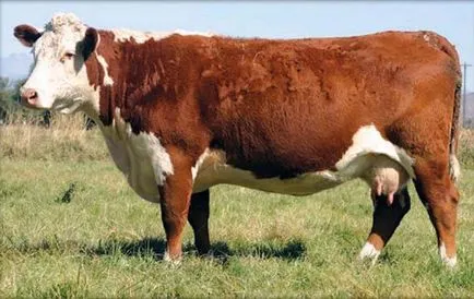 consiliere rasa Bovine carne de reproducție și caracteristici