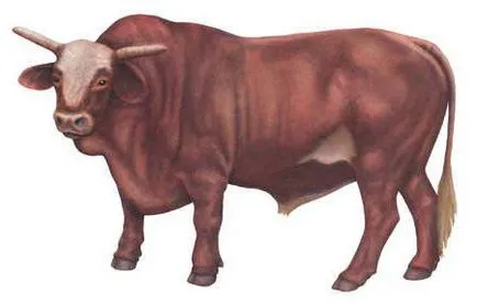 consiliere rasa Bovine carne de reproducție și caracteristici
