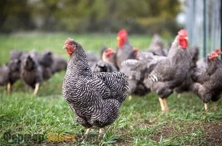 Plymouth Rock - o mare rasa pentru agricultura