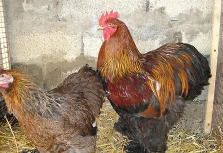 Orpington caracteristici de rasa, recenzii, fotografii și video de revizuire