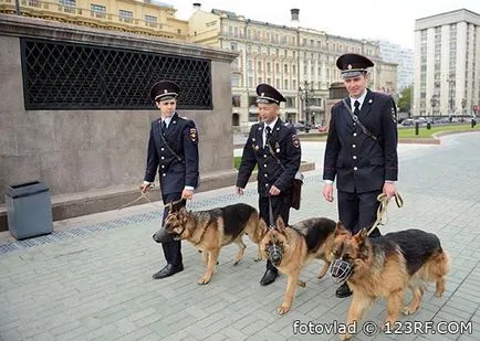 Cine este handler de câine și de ceea ce făcea, baza răspunsurilor la întrebări