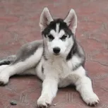Husky, husky în Novosibirsk