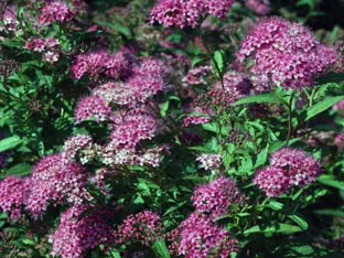 Spirea arbust - plantare și îngrijire, Spiraea fotografie, specii și varietăți de japonica spirea Spiraea, vangutta, gri