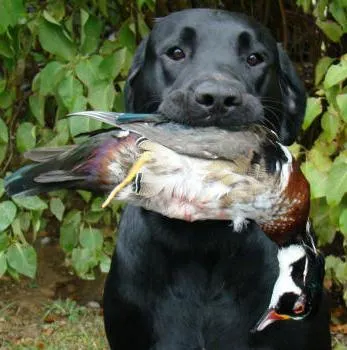 Descriere Labrador rasa, poze cu natura (caracter) Labrador descriere rasa, fotografie natura