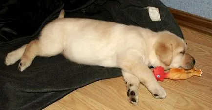 Labrador Retriever, un lucrător canadian
