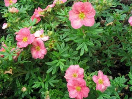 Cinquefoil arbust - îngrijire și cultivare, plantare, udare și reproducere
