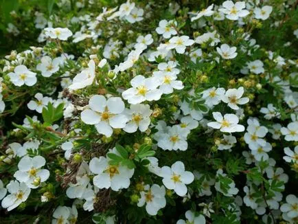 Cinquefoil arbust - îngrijire și cultivare, plantare, udare și reproducere
